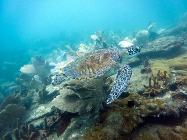 Buceo de bautismo en Búzios