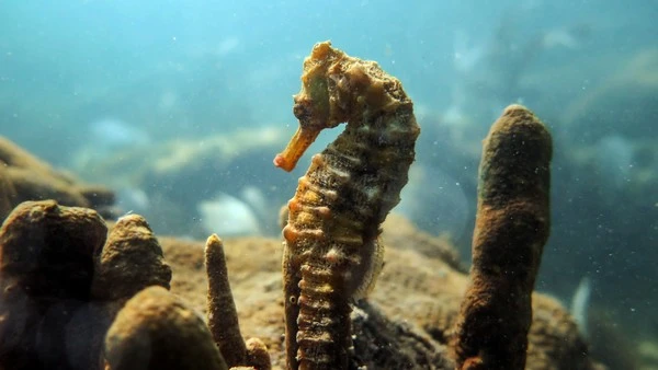 Buceo padi en Rio de Janeiro
