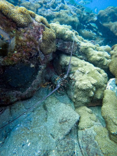 Certificação de mergulho profundo