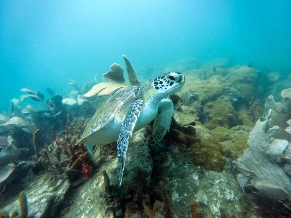 Comprar equipo de buceo en Búzios