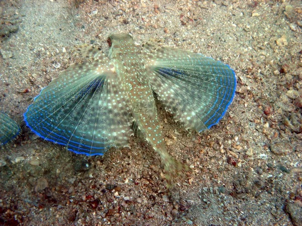 Curso de buceo en Rio de Janeiro