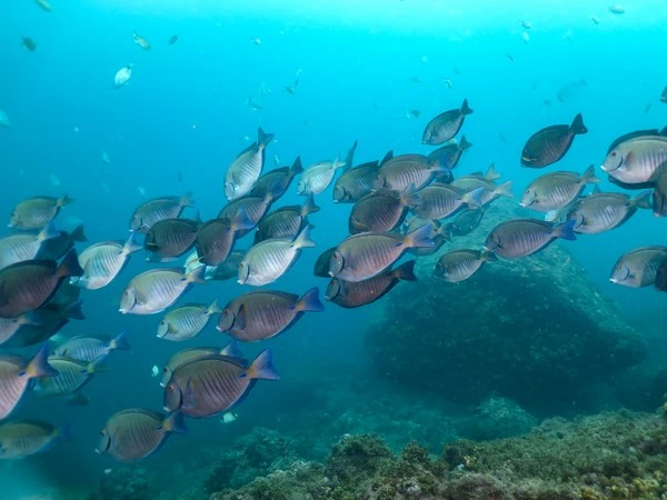Curso de buceo para principiantes en Búzios