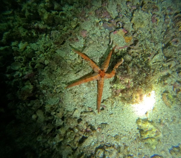 Curso de mergulho scuba