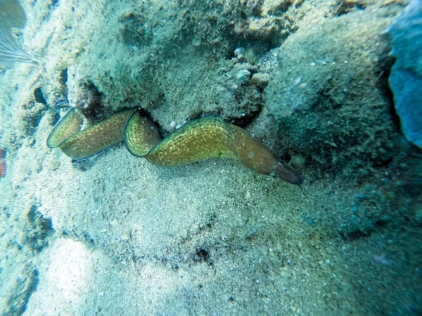 Curso padi divemaster en Búzios