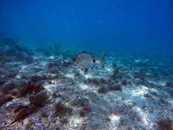 Curso padi open water diver