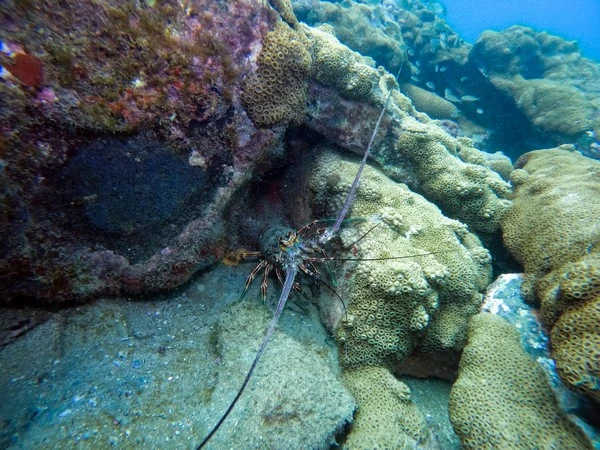 Cursos de buceo padi en Búzios
