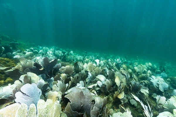 Deep dive in Búzios