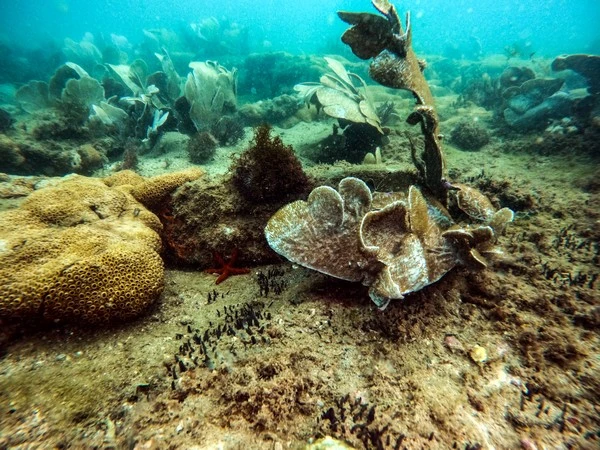 Deep dive in Rio de Janeiro
