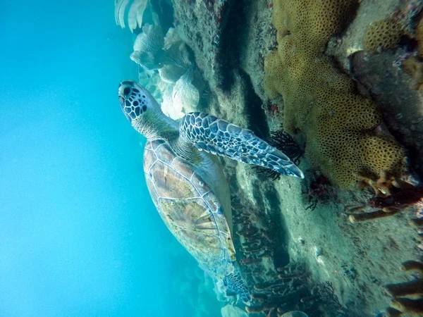Discover scuba diving course in Búzios