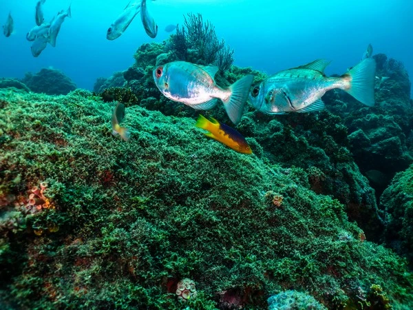 Discover scuba diving in Búzios