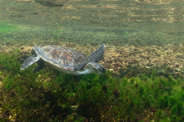 Diving baptism in Búzios