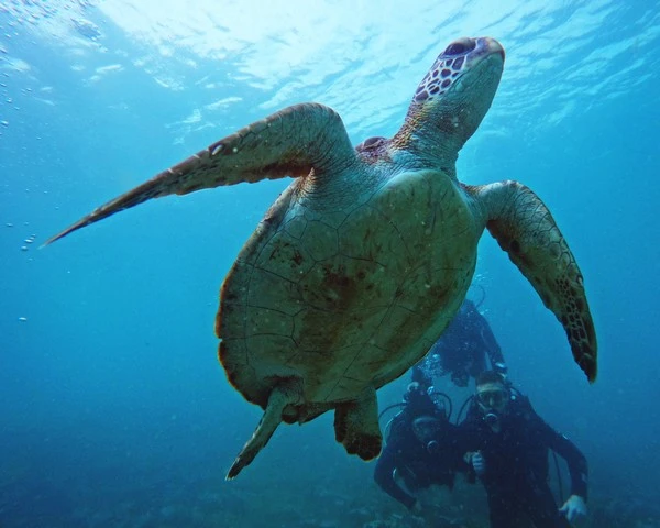 Escola de mergulho em Búzios