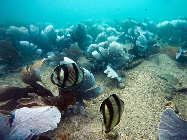 Mergulho de batismo em Búzios