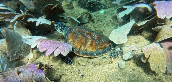 Open water diver in Búzios