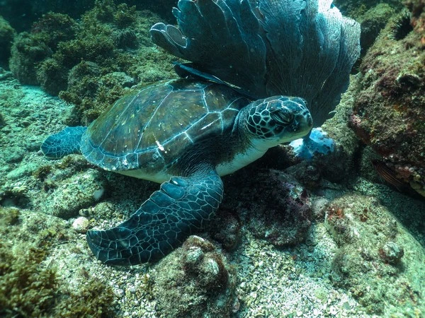 Padi scuba diving in Búzios
