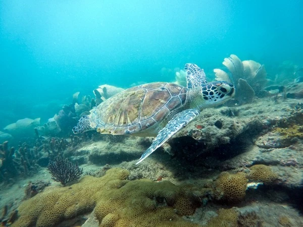 Recreational dive packages in Búzios