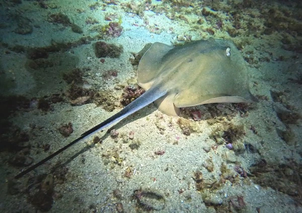 Recreational diving course in RJ