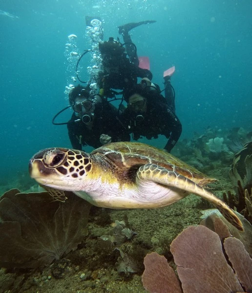 Scuba certification padi in Búzios