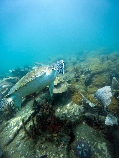 Scuba diver padi in Búzios
