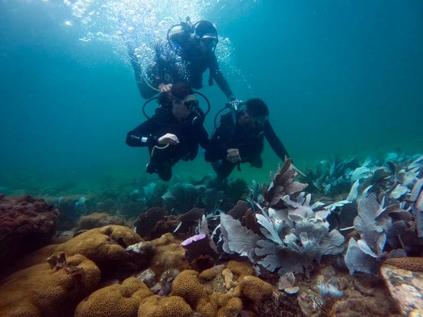 Scuba diving certification in Rio de Janeiro