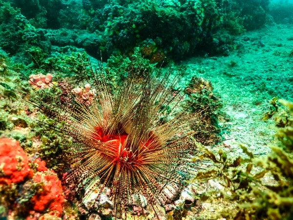 Scuba diving trips in Búzios