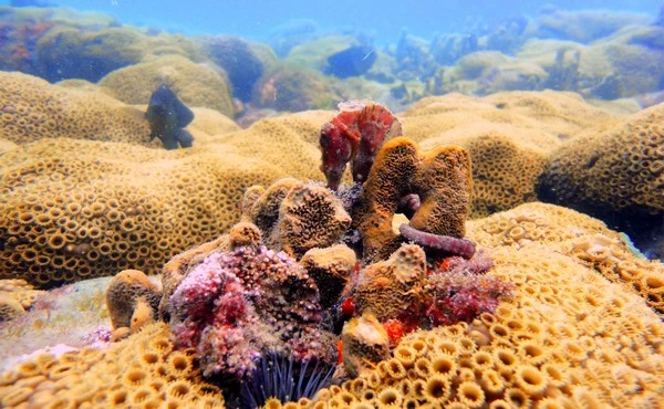 Snorkeling baptism in Búzios
