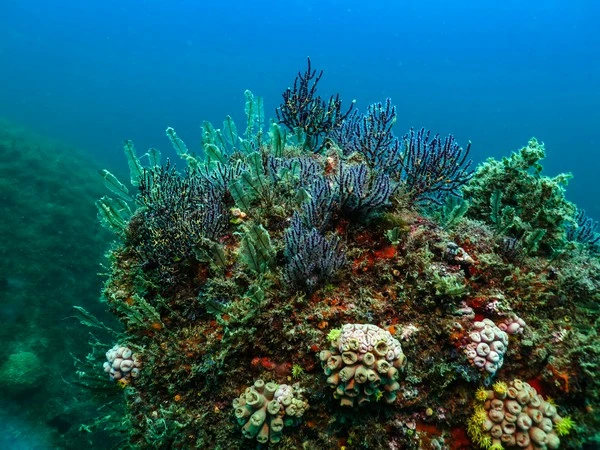 Vacation scuba diving in Búzios