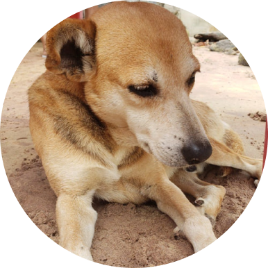 Farol (Farolito) <br> Mascote